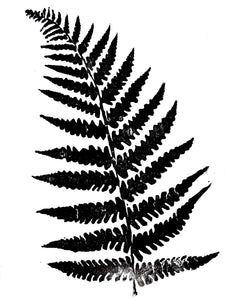 Fern